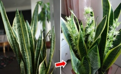 Comment faire fleurir la sansevieria : son parfum atteint toute la maison