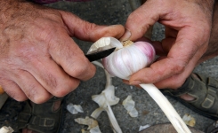 Comment bien planter de l'ail pour obtenir une récolte généreuse