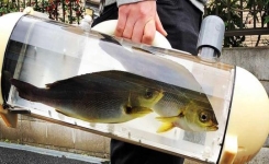 Un aquarium portable pour promener votre magnifique poisson dans la rue