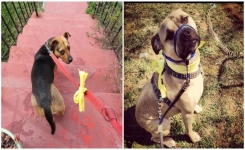 Un chien avec un nœud jaune sur la laisse - c’est ingénieux