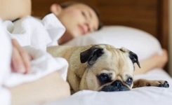 Les femmes dorment mieux avec leur chien ou leur chat qu'avec leur conjoint 