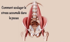 Comment Soulager le Stress Accumulé dans le Psoas, le Muscle de l’Âme
