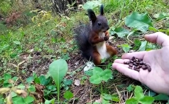 Quand tu proposes des noix à un écureuil glouton