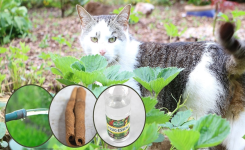 Le chat du voisin s'invite dans mon jardin, que faire ?