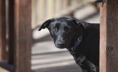 Que symbolise l’entrée d’un chien noir dans votre maison