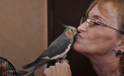 Pourquoi la calopsitte est un oiseau très affectueux pour vous tenir compagnie