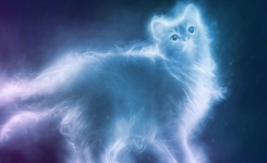  La science confirme que les chats et les chiens peuvent voir les «esprits» et d’autres fréquences que nous ne pouvons pas