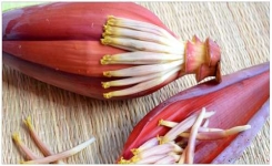 La fleur de banane contient un élixir envoûtant ! Découvrez tous ses pouvoirs sur la santé humaine