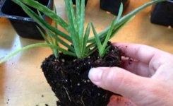 La bombe d’oxygène : cette plante purifie l’air de votre maison en absorbant les toxines