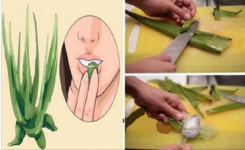 Les Bienfaits du Jus d'Aloe Vera pour la Santé et la Digestion