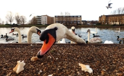 Donner du pain aux oiseaux d'eau n'est pas un geste d'amour : en France, 30 cygnes sont morts à cause des touristes