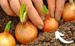 Que planter, semer et bouturer au Jardin en Février