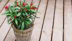 Ne Gardez Jamais Ces Plantes Chez Vous !