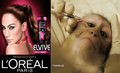 Demandez à L'Oréal d'arrêter immédiatement de tester des animaux innocents!