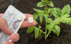  Pourquoi il est conseillé d’utiliser de l’aspirine pour les plantes