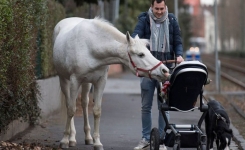 Jenny, la jument qui trotte librement dans les rues de Francfort