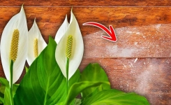 Ces plantes éliminent la poussière : elle sont idéales dans n’importe quelle maison