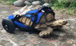 Cette tortue handicapée a commencé une nouvelle vie grâce à un fauteuil roulant sur mesure