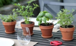 🧠 4 plantes bénéfiques pour la mémoire, le bien-être et la santé cérébrale