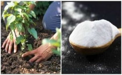 Le bicarbonate serait utile pour votre jardin et vos fleurs ! Voici 5 secrets à apprendre…