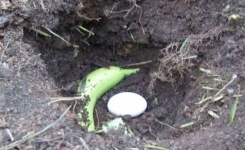 Comment Utiliser un Œuf et une Banane Comme Engrais pour vos Plantes