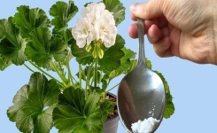 Fabriquer un Engrais Naturel pour Favoriser la Croissance et la Floraison des Plantes