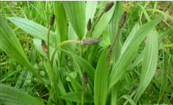 Voici pourquoi vous devriez boire du plantain en tisane dès aujourd’hui
