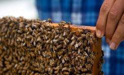 À Cuba, Un Pays SANS PESTICIDES, les Abeilles Sont En PLEINE FORME