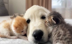 Un Golden Retriever garde joyeusement les chatons nouveau-nés. Ils sont trop mignons !