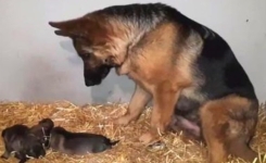 Une maman berger allemand regarde ses chiots nouveau-nés avec amour et semble ne pas pouvoir arrêter