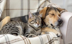10 astuces sûres et efficaces pour chiens et chats 🐾 