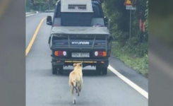 La mère chienne poursuit un camion avec ses bébés sauvés: les sauveteurs ont décidé de la sauver aussi