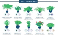10 plantes pour purifier l'air dans votre maison ! Recommandé par la NASA