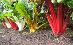 Jardin de la Bonne Humeur : Cultivez cette plante qui permet de combattre la dépression …