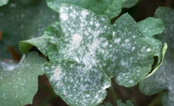 Si vous remarquez cette poudre blanche sur vos plante, AGISSEZ vite !