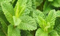 La Menthe : Un Allié pour Votre Santé et Votre Peau Radieuse