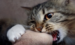 Si un chat mord son maître, voici ce que cela signifie vraiment