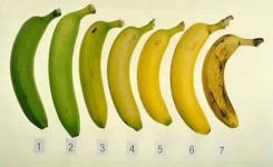 Quel est le meilleur moment pour manger une banane ?