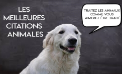 Les meilleures phrases sur l'amour pour les animaux