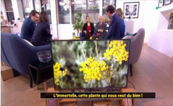 La fleur immortelle, cette plante qui nous veut du bien 