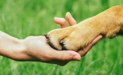 Comment procéder pour couper les griffes de son chien ?