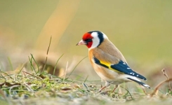 Comment attirer ce superbe oiseau coloré d’automne au jardin ?