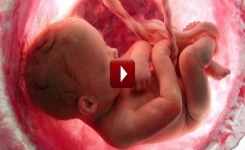 Une vidéo résume les 9 mois de vie d'un fœtus en quelques minutes