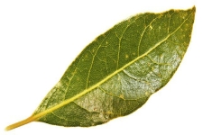 Les feuilles de laurier : bienfaits et usages traditionnels 🌿
