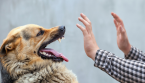 Comment ARRÊTER une attaque de chien ?