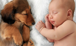 Top 5 des chiens les plus gentils avec les enfants