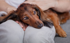 Quand un chien tremble, ça veut dire quoi ?