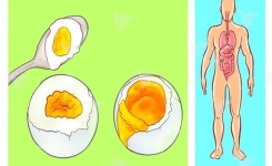 Découvrez les effets surprenants sur votre corps en mangeant 3 œufs par jour