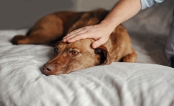 Les chiens aussi peuvent être en deuil après la perte d'un congénère