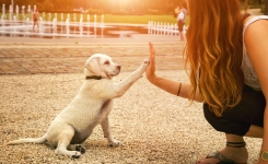 Les chiens sont capables de comprendre la tristesse des humains et de les consoler